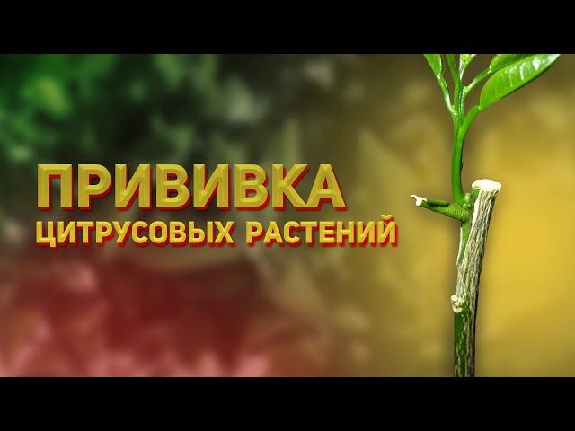 Прививка цитрусовых почкой и черенком в домашних условиях - прививаем лимон, мандарин, апельсин сами