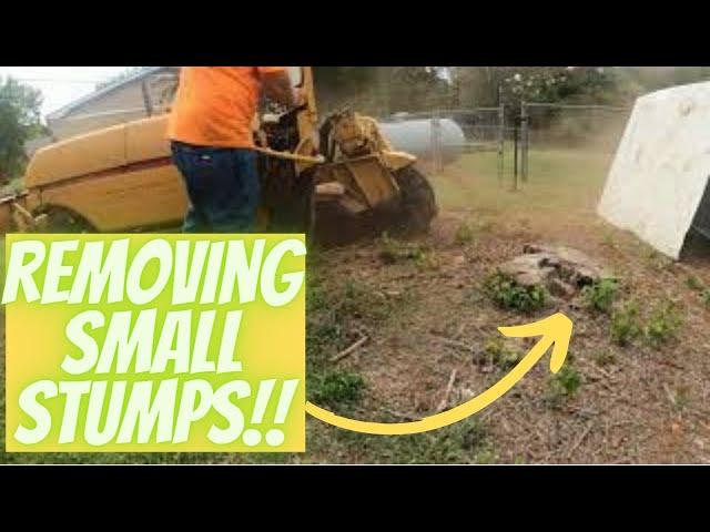 Rayco Rg50 Stump Grinder tackling small stumps