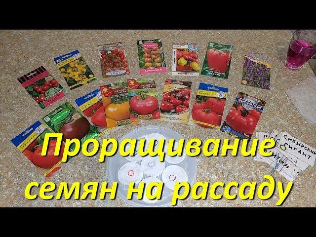 Проращивание Семян На Рассаду В Домашних Условиях