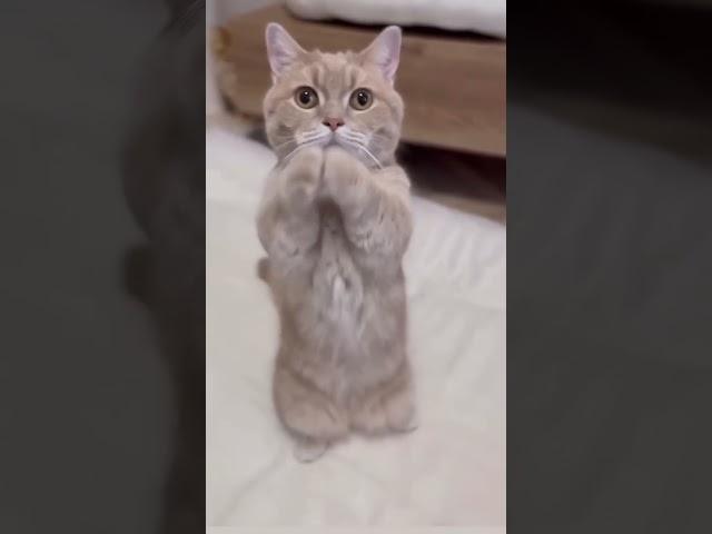 Funny Cat Dance. #shorts #trending #viral #catdance