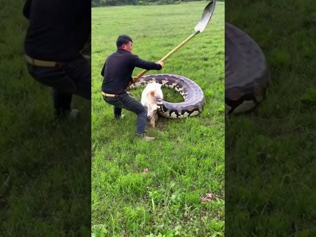 Man fights giant python to save his goat #animals #giantpython