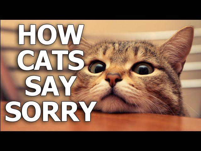 How Do Cats Apologize to Humans?  