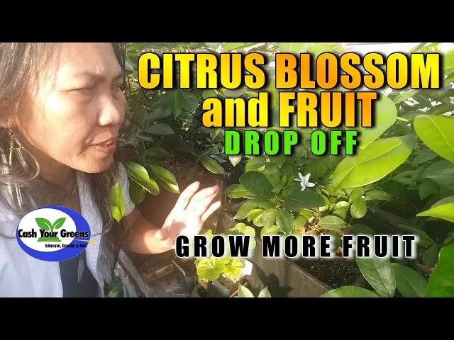 WHY MY CITRUS TREE IS DROPPING FRUIT AND BLOSSOMS / SECRET fix it and make huge fruit