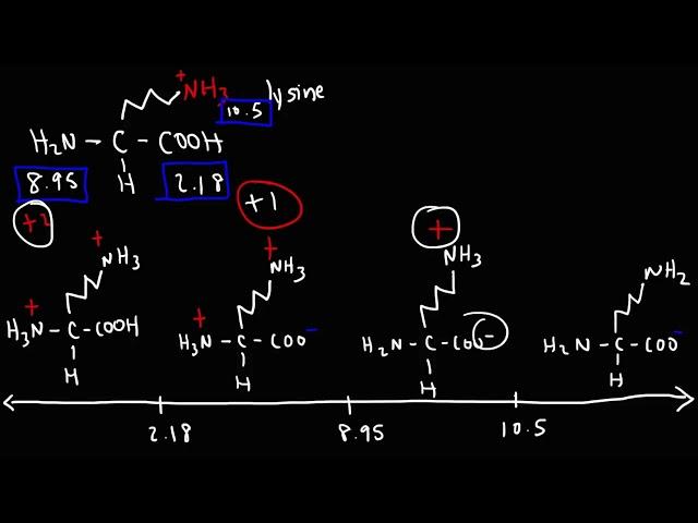 How To Calculate The Isoelectric Point of Amino Acids and Zwitterions