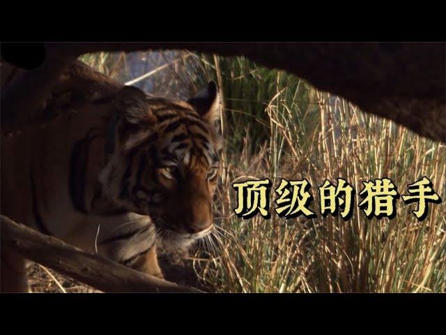 老虎捕食野猪，猎杀野鹿，几乎堪称无敌