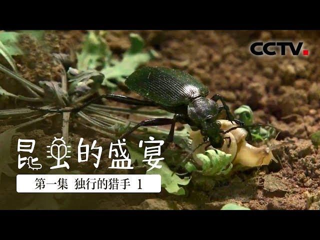 《昆虫的盛宴》第一集 布甲的勇与螳螂的智 谁才是昆虫界的捕猎高手？【CCTV纪录】