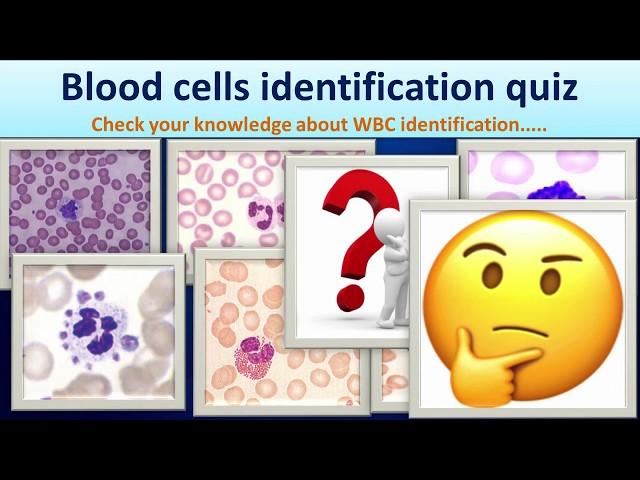 Blood cells identification quiz( check your WBC identification ability)