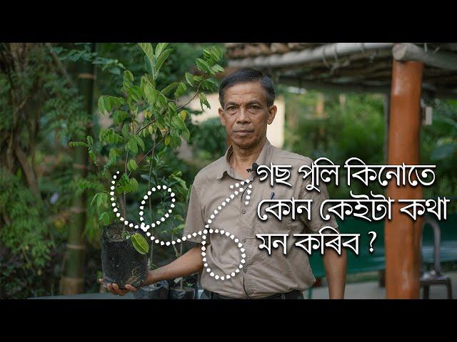 গছ পুলি কিনোতে কোন কেইটা কথা মন কৰিব ? Select and Buy Healthy Plants for your Garden