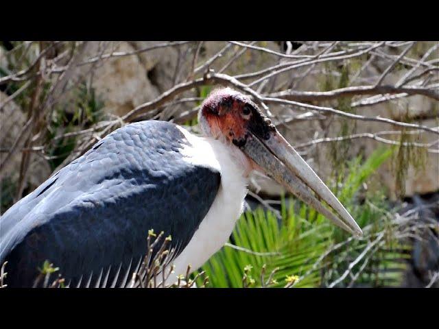 5 Surprising Marabou Stork Fun Facts You Didn't Know