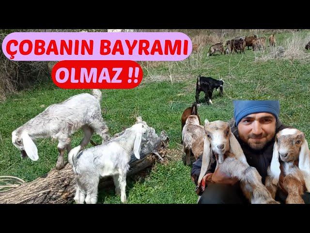 ŞEHİRDEN KÖYE GÖÇ | Keçi Çobanı