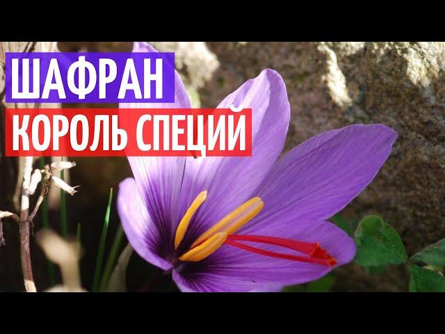 Шафран. Польза и рецепты. Самая дорогая специя I Herbals-ua.com