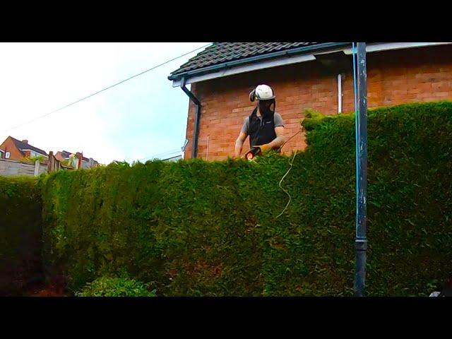 REDUCING THE HEIGHT OF A CONIFER HEDGE