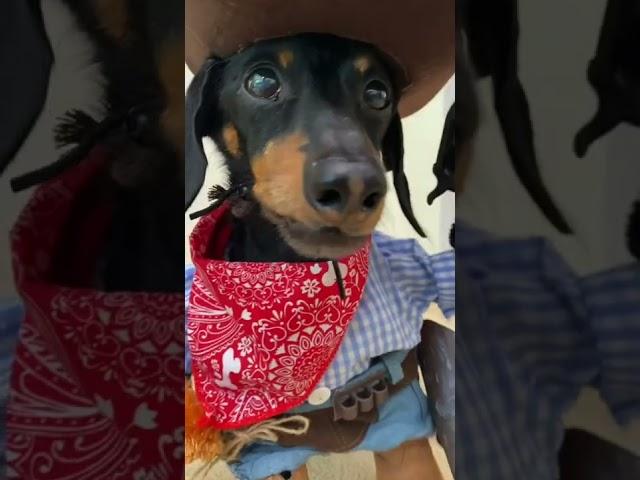 Cowboy Wiener Dog!