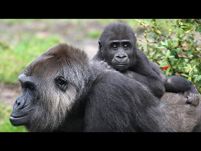 Conservation Chat: Dian Fossey Gorilla Fund at Cleveland Metroparks Zoo