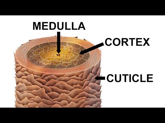 Строение волоса