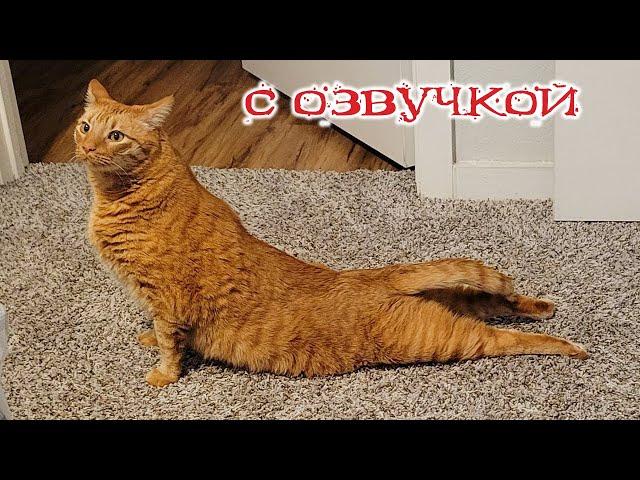 Приколы с котами! С ОЗВУЧКОЙ! Самые смешные животные! Смешные коты и собаками 2024! ТЕСТ НА ПСИХИКУ!