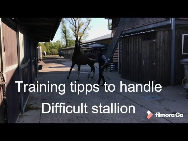 Handle difficult stallion