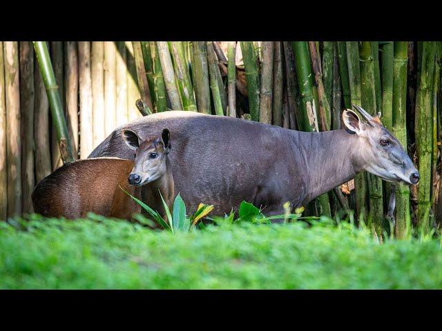 Животное царство / Animal Kingdom | 4K |