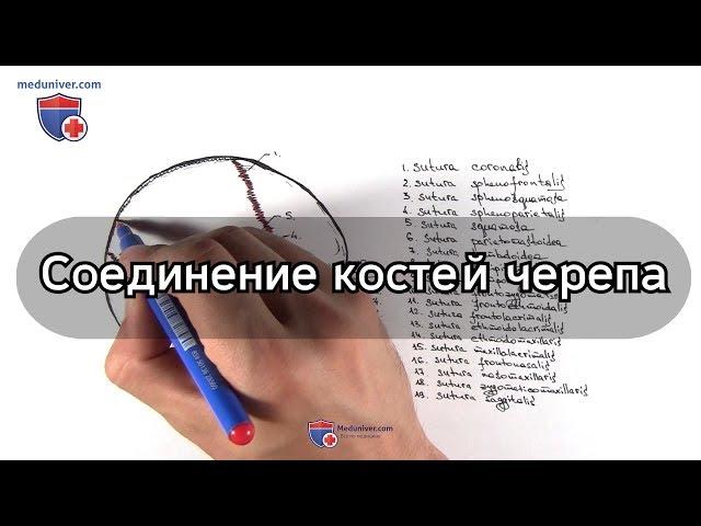 Швы костей черепа (соединения костей черепа) - meduniver.com