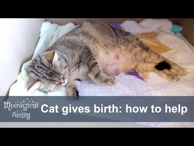  How to help your cat during labor?