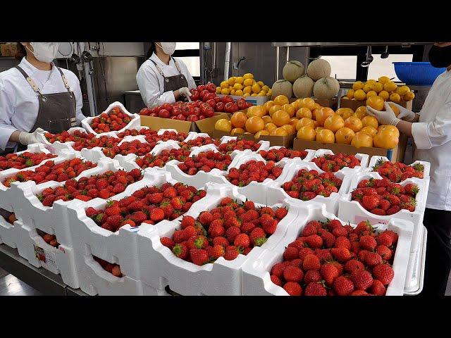 직접 담그는 신선한 과일청 주스 (딸기, 레몬, 자몽) / fresh fruit juice and ade (strawberry, lemon, grapefruit)