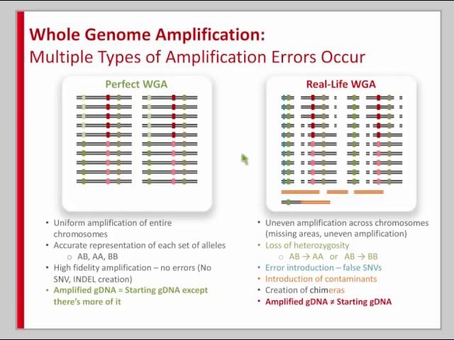 Whole Genome Amplification (WGA): What to Do When You Don’t Have Enough Genomic DNA