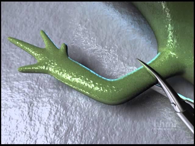 Salamander Limb Regeneration — HHMI BioInteractive Video