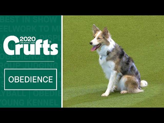 Obedience Championship Display | Crufts 2020