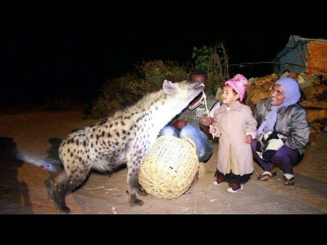 Hyena feeding in Ethiopia becomes tourist attraction