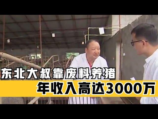 东北大叔怪招养猪，用77度白酒的尾水给猪喝，这让他年入3000万