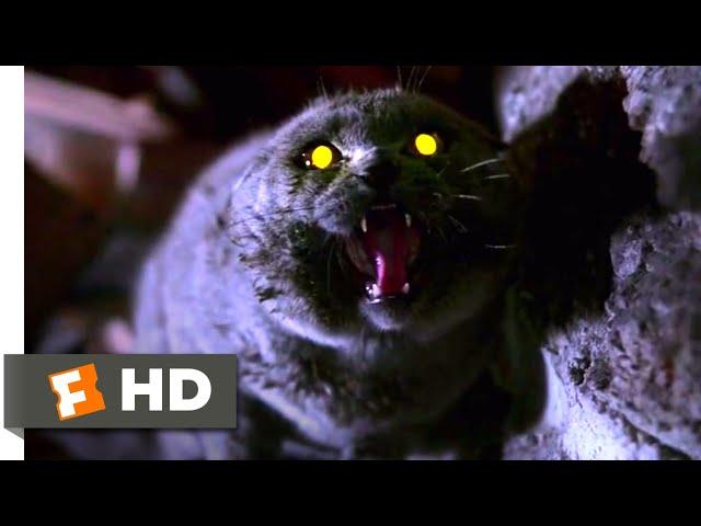 Pet Sematary (1989) - The Cat Comes Back Scene (2/10) | Movieclips