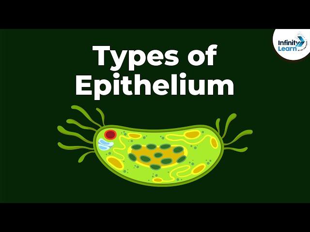 Types of Epithelial Tissue | Animal Tissues | Infinity Learn