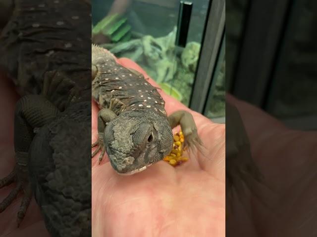 ‘Styx’ Ocellated Uromastyx eating bee pollen. One of the only lizards that is a herbivore. #lizard