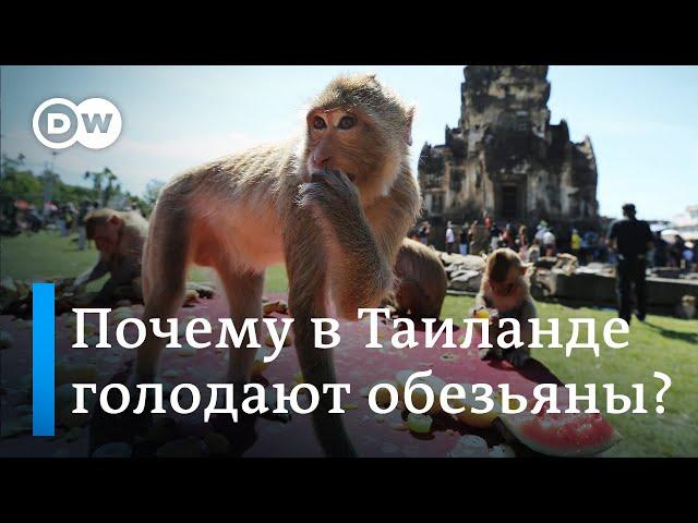 Как голодные обезьяны терроризируют жителей города в Таиланде