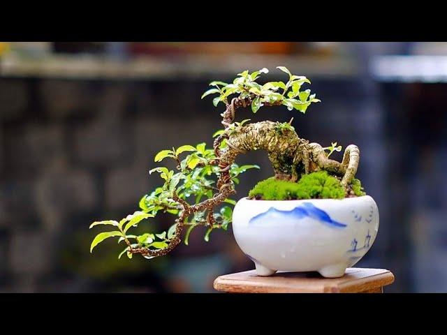 mame shohin small bonsai trees