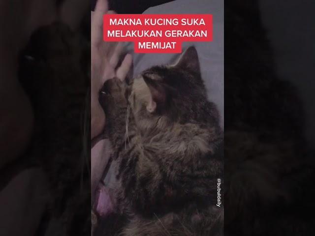 ini nih alasan kucing suka mijit-mijit tubuh owner nya  #shorts