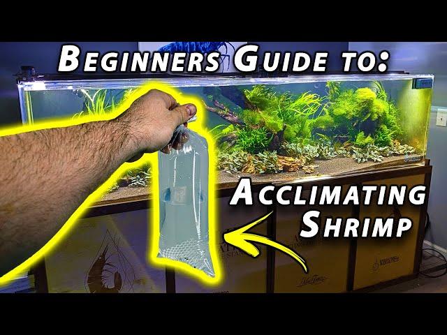 How to Acclimate Freshwater Shrimp [Beginner Shrimp Keeping]