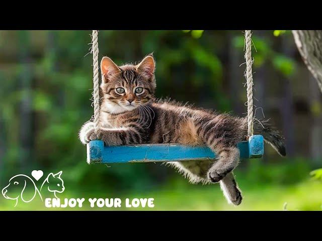 Playful kittens play with relaxing music - Cat music