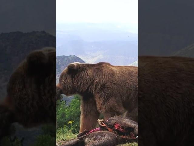 DEV BOZ AYI DOMUZU PARÇALIYOR! | GIANT BROWN BEAR DISMEMBER WILD BOAR!