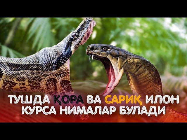 Тушда Қора Ва Сариқ Илон Кӯрса Нималар Бӯлади! Батафсил Маълумот!