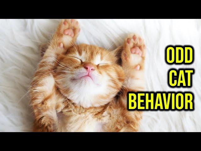 10 Odd/Weird Cat Behaviors Explained