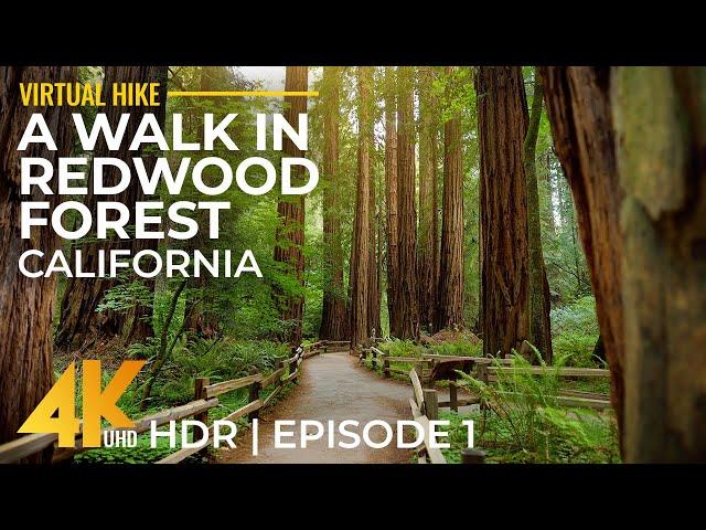 Hiking in Redwoods 4K HDR - Relaxing Forest Walk on Leiffer & Ellsworth Trail, California - Part 1