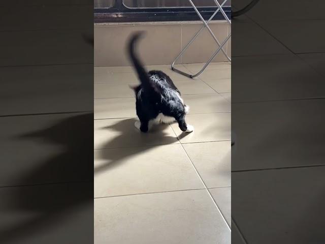 cat plays with sunbeam