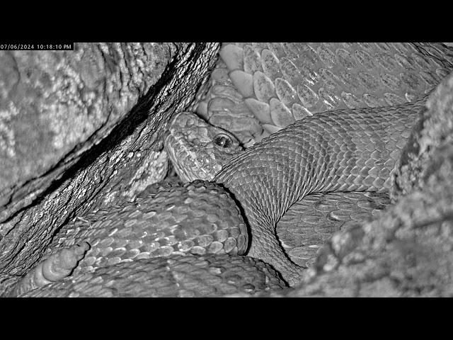 What is crawling on these rattlesnakes at night?