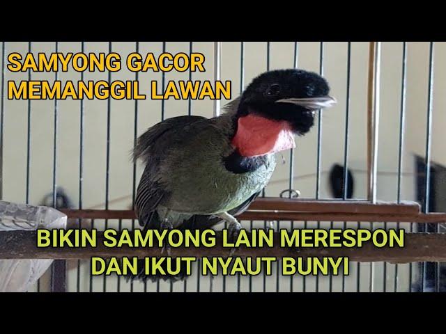 SUARA BURUNG SAMYONG GACOR MEMANGGIL LAWAN || BIKIN SAMYONG LAIN IKUT BUNYI DAN GACOR