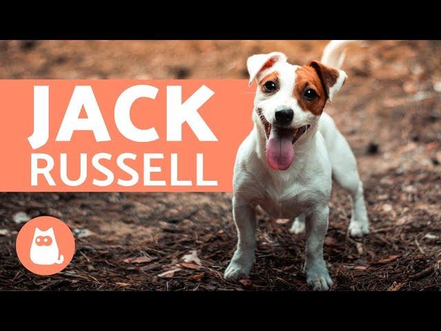 All About the Jack Russell Terrier