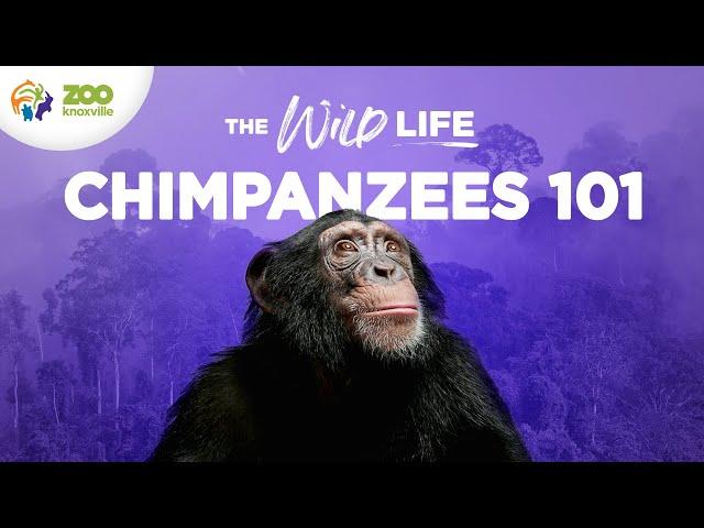 Championing Chimpanzee Conservation - The Wild Life