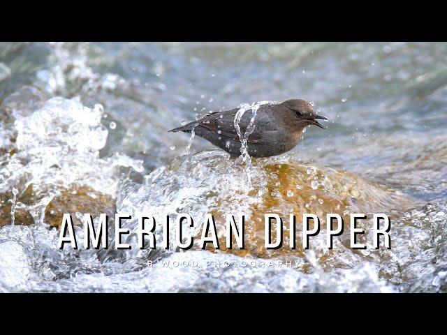 American Dipper | 5 Fun Facts  🪶