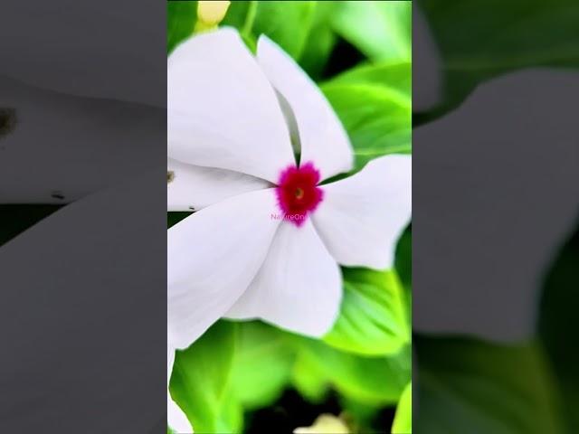 beautiful natural flowers short video