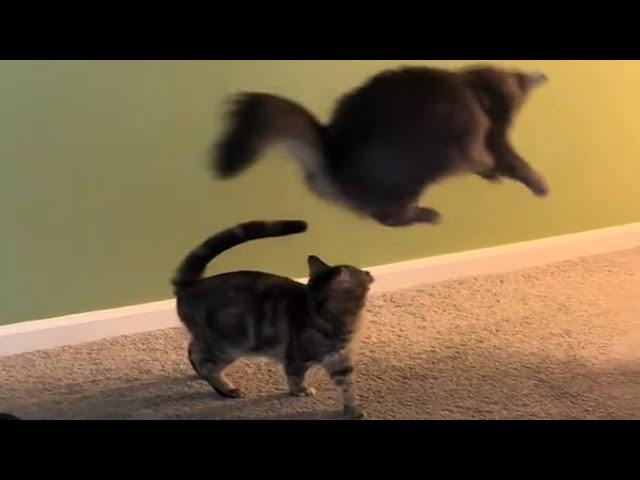 CATS and DOGS: Unpredictable Funny Animal Antics